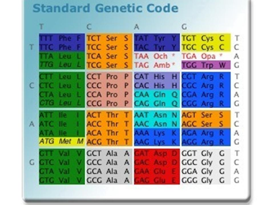 trna codons